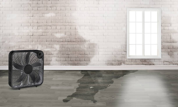 Best Flood restoration services  in Columbus, NM